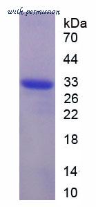 MyBioSource MBS2030140 image 1