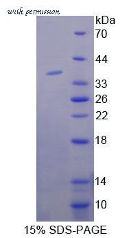 MyBioSource MBS2030155 image 1