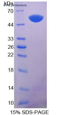MyBioSource MBS2030164 image 1