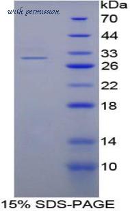 MyBioSource MBS2030308 image 1