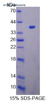 MyBioSource MBS2030501 image 1