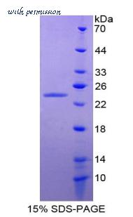 MyBioSource MBS2030502 image 2