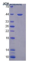 MyBioSource MBS2030563 image 2