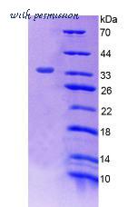 MyBioSource MBS2030765 image 2