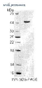 MyBioSource MBS2030790 image 1