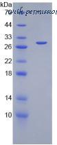 MyBioSource MBS2030844 image 2