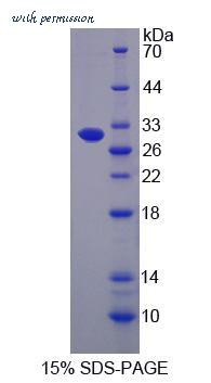 MyBioSource MBS2030928 image 1