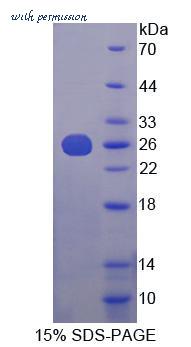 MyBioSource MBS2030973 image 1