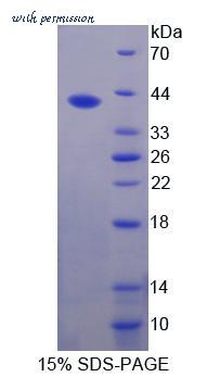 MyBioSource MBS2031029 image 1