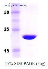 MyBioSource MBS203104 image 1