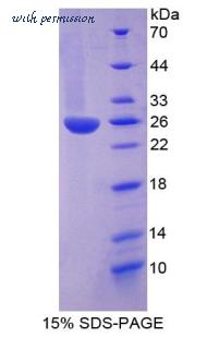 MyBioSource MBS2031080 image 1