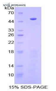 MyBioSource MBS2031097 image 1