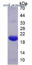 MyBioSource MBS2031146 image 2