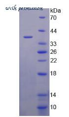 MyBioSource MBS2031167 image 2