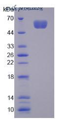 MyBioSource MBS2031202 image 2