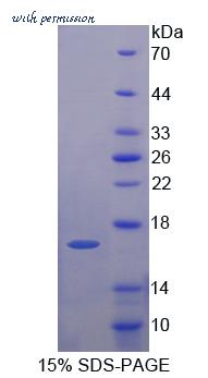 MyBioSource MBS2031249 image 1