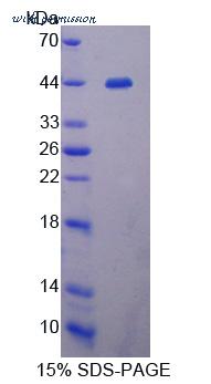 MyBioSource MBS2031299 image 1