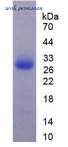 MyBioSource MBS2031320 image 2