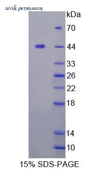 MyBioSource MBS2031325 image 1