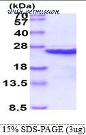 MyBioSource MBS203133 image 1