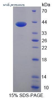MyBioSource MBS2031334 image 1
