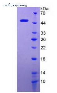 MyBioSource MBS2031404 image 2