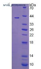 MyBioSource MBS2031421 image 2
