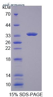 MyBioSource MBS2031478 image 1