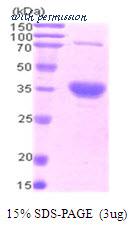 MyBioSource MBS203155 image 1