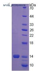 MyBioSource MBS2031581 image 2