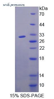 MyBioSource MBS2031603 image 1
