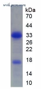 MyBioSource MBS2031633 image 1