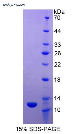 MyBioSource MBS2031641 image 1