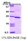 MyBioSource MBS203168 image 1