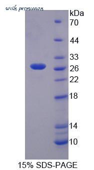 MyBioSource MBS2031756 image 1