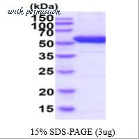 MyBioSource MBS203181 image 1