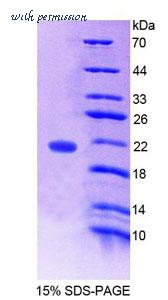 MyBioSource MBS2032984 image 1