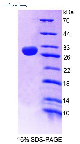 MyBioSource MBS2033046 image 1