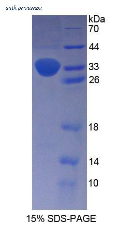 MyBioSource MBS2033127 image 1