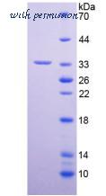 MyBioSource MBS2033171 image 2