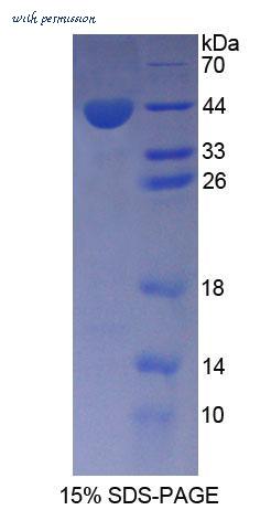 MyBioSource MBS2033263 image 1