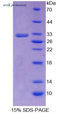 MyBioSource MBS2033279 image 1