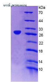 MyBioSource MBS2033403 image 2