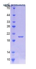 MyBioSource MBS2033477 image 2
