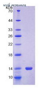 MyBioSource MBS2033506 image 2