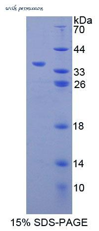 MyBioSource MBS2033511 image 1