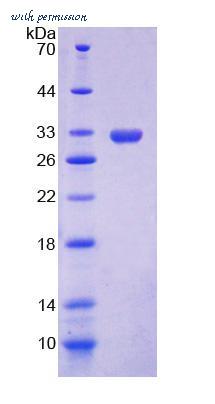 MyBioSource MBS2033523 image 2