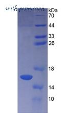 MyBioSource MBS2033543 image 2
