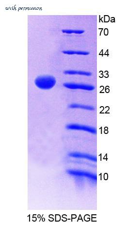 MyBioSource MBS2033588 image 1