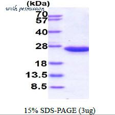 MyBioSource MBS203366 image 1